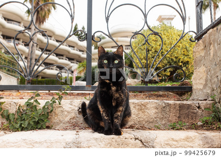 Street Turkish beautiful cat on the road near hotel spa resort and flowers in Turkey , Antalya  99425679