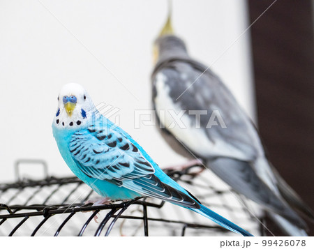 【ペット】籠の上で遊ぶセキセイインコ 99426078