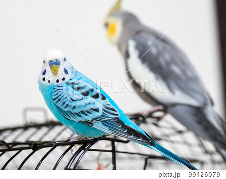 【ペット】籠の上で遊ぶセキセイインコ 99426079