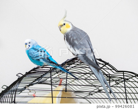 【ペット】籠の上で遊ぶセキセイインコ 99426081