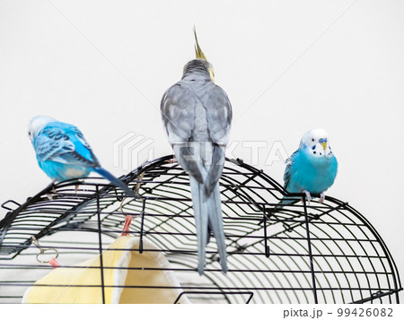 【ペット】籠の上で遊ぶセキセイインコ 【ペット】籠の上で遊ぶセキセイインコ 99426082