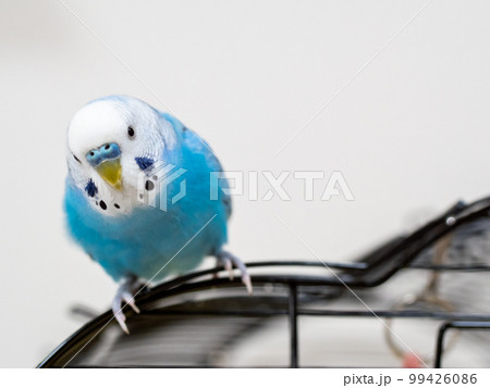 【ペット】籠の上で見つめるセキセイインコ 【ペット】籠の上で見つめるセキセイインコ 99426086