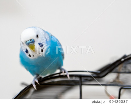 【ペット】籠の上で見つめるセキセイインコ 99426087