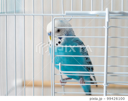 【ペット】籠から出して欲しいセキセイインコ 99426100