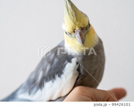 【ペット】手の上で待機中のオカメインコ 【ペット】手の上で待機中のオカメインコ 99426101