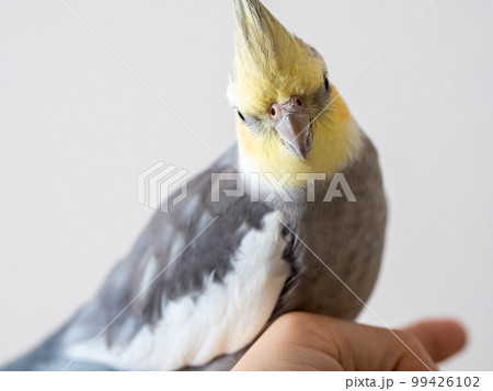 【ペット】手の上で待機中のオカメインコ 99426102
