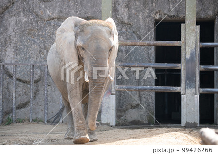 アフリカゾウ 99426266