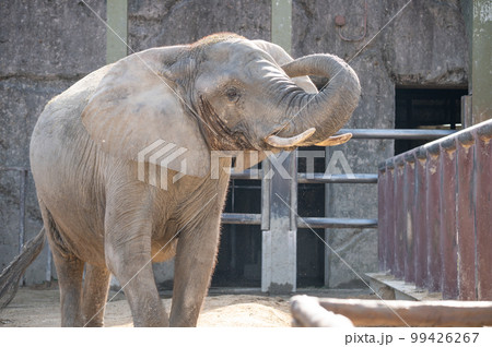 アフリカゾウ 99426267