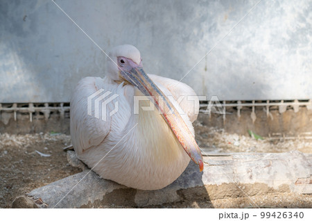 ペリカン 99426340