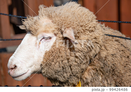 冬毛の羊 冬毛の羊 99426486