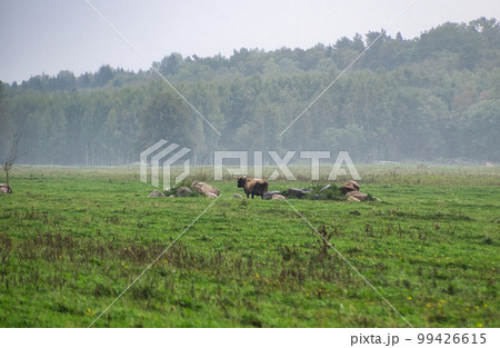 A group of endangered wild mustangs and cows graze on a vast meadow, surrounded by idyllic countryside. The majestic animals are enjoy the peaceful serenity of their natural habitat 99426615