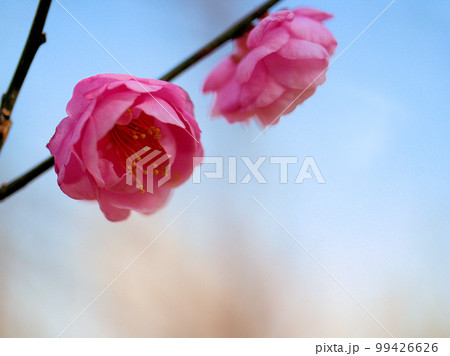 1月に咲いた紅い梅の花「幾夜寝覚(イクヨネザメ)」 1月に咲いた紅い梅の花「幾夜寝覚(イクヨネザメ)」 99426626