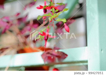フクシアの花 フクシアの花 99427051