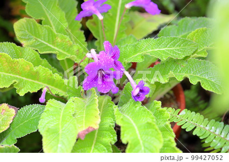 イワタバコの花　ストレプトカーパス 99427052