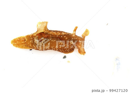 アメフラシ アメフラシ 99427120