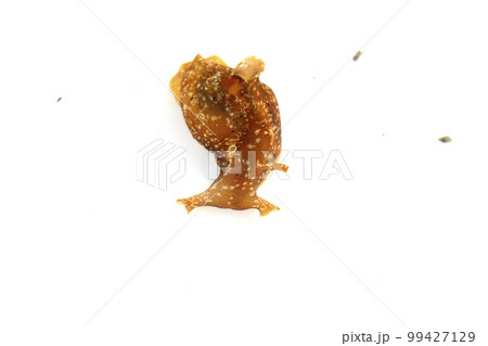 アメフラシ 99427129