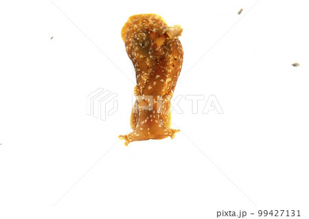 アメフラシ アメフラシ 99427131