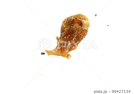 アメフラシ アメフラシ 99427134