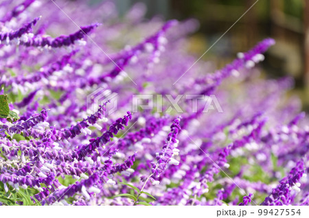 咲き乱れるサルビア 咲き乱れるサルビア 99427554