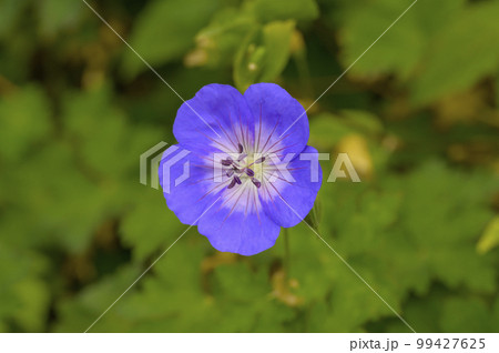 アケボノフウロの可憐な花 99427625