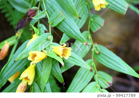 キイジョウロウホトトギスの花 99427789