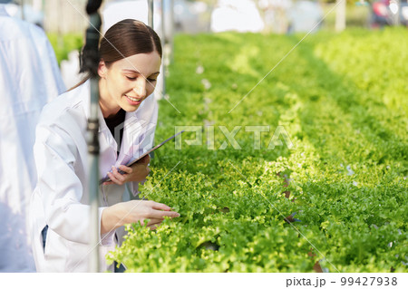 Science team working and researching in hydro and organic farm. Quality check, laboratory greenhouse concept. Science team working and researching in hydro and organic farm. Quality check, laboratory greenhouse concept. 99427938