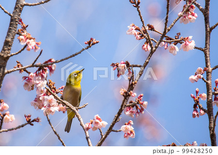 穏やかな春のメジロ 穏やかな春のメジロ 99428250