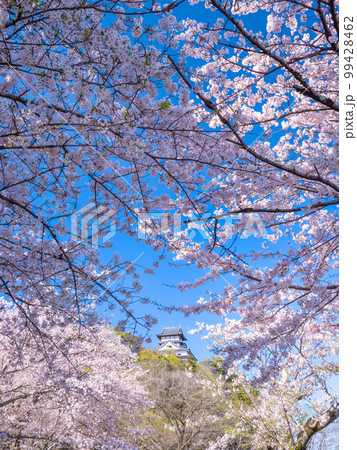 4月愛知・犬山　犬山城の天守閣と桜 99428462