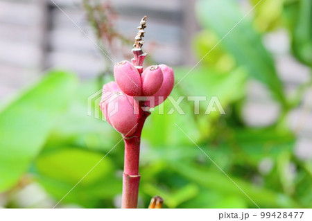 ピンクバナナの実 99428477