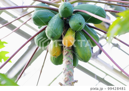 パパイアの実 99428481