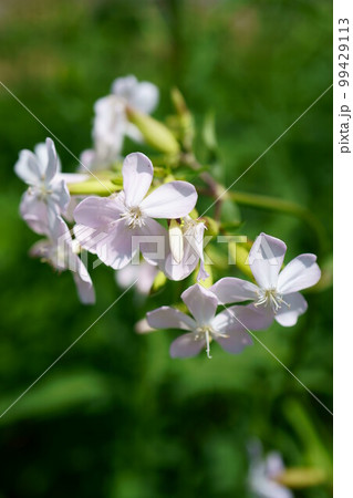 4260　ザボンソウ 99429113