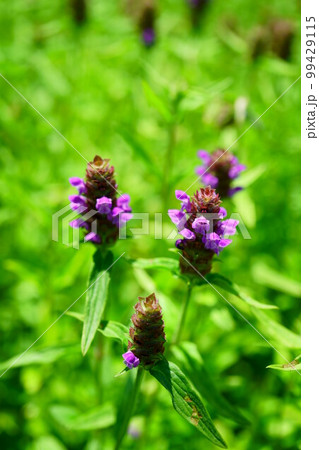 4258　ウツボグサ 99429115