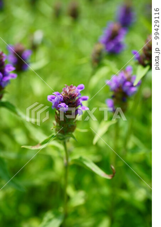 4257　ウツボグサ 99429116