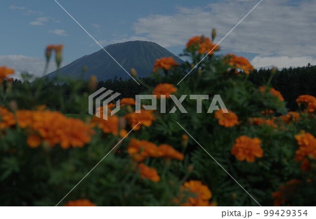 夏 夏 99429354