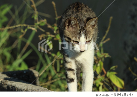 子猫の自由で気ままな暮らし 子猫の自由で気ままな暮らし 99429547