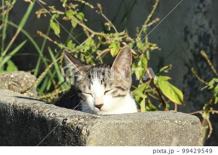 子猫の自由で気ままな暮らし 子猫の自由で気ままな暮らし 99429549