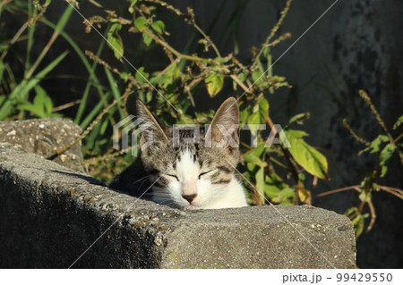 子猫の自由で気ままな暮らし 子猫の自由で気ままな暮らし 99429550