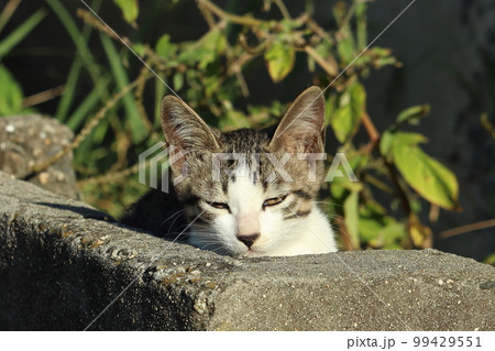 子猫の自由で気ままな暮らし 子猫の自由で気ままな暮らし 99429551