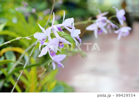 ランの花　レリア 99429554