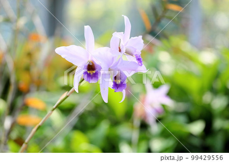 ランの花　レリア 99429556