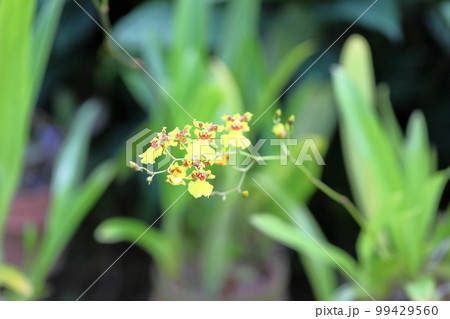 ランの花　オンシジュウム 99429560