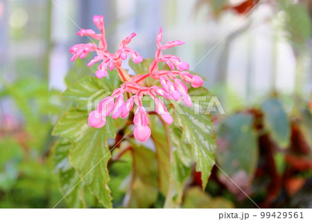 キダチベゴニアの花 キダチベゴニアの花 99429561