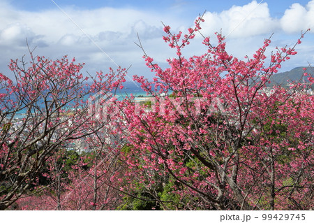 沖縄県名護市名護　名護城公園さくらの園の日本一早咲きの種類の一つである琉球寒緋桜と眼下の青い名護湾 99429745