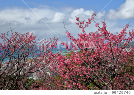 沖縄県名護市名護　名護城公園さくらの園の日本一早咲きの種類の一つである琉球寒緋桜と眼下の青い名護湾 99429746