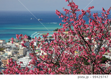 沖縄県名護市名護　名護城公園さくらの園の日本一早咲きの種類の一つである琉球寒緋桜と眼下の青い名護湾 99429747