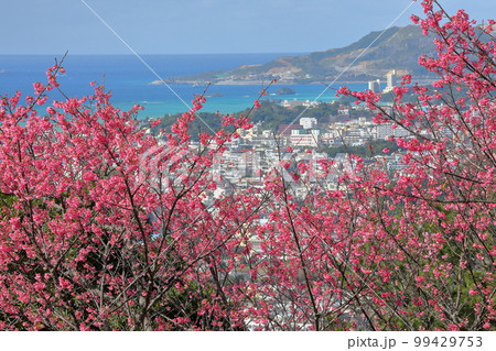 沖縄県名護市名護 名護城公園さくらの園の日本一早咲きの種類の一つである琉球寒緋桜と眼下の青い名護湾 沖縄県名護市名護 名護城公園さくらの園の日本一早咲きの種類の一つである琉球寒緋桜と眼下の青い名護湾 99429753