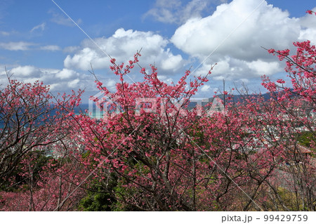 沖縄県名護市名護　名護城公園さくらの園の日本一早咲きの種類の一つである琉球寒緋桜と眼下の青い名護湾 99429759