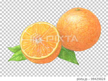 帶葉子的橙色水彩鉛筆模擬插圖 99429828