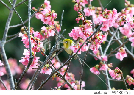 沖縄県名護市名護城公園さくらの園　南西諸島に生息するリュウキュウメジロと日本一早咲きの琉球寒緋桜 99430259