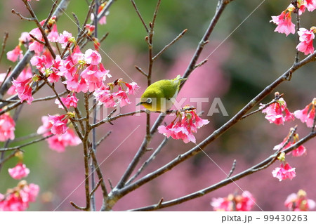 沖縄県名護市名護城公園さくらの園　南西諸島に生息するリュウキュウメジロと日本一早咲きの琉球寒緋桜 99430263